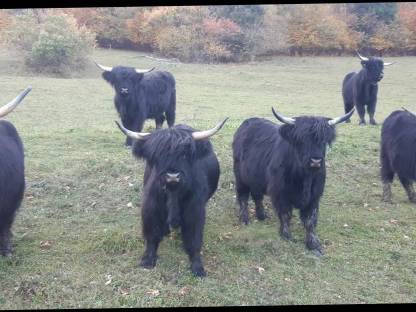 Bio Hochlandrinder: Kalbinnen, Ochsen, Kühe mit Kälbern