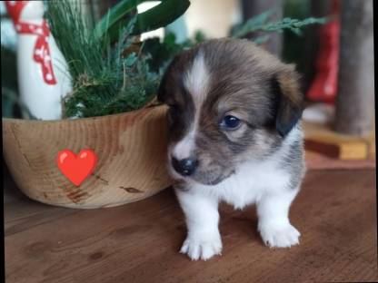 Welsh Corgi Pembroke × Border Collie = Borgi Welpen