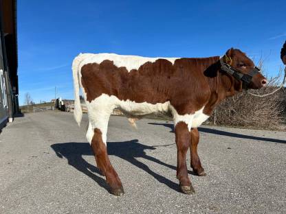 Original Pinzgauer Bio Zuchtstierkalb