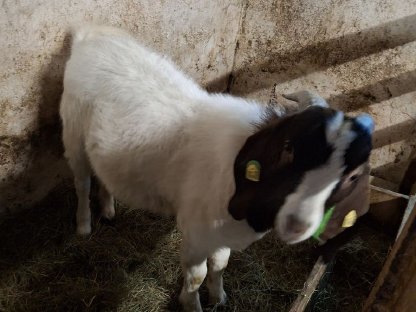 Bild 2:Bio Burenziegenbock