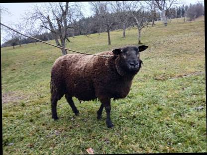 Blue Texel Widder