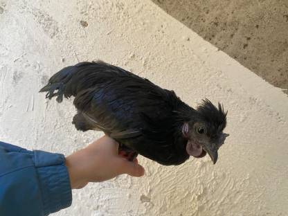 Ayam Cemani Mix