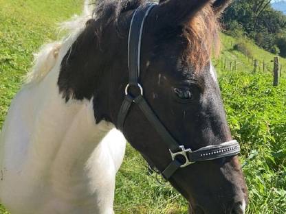 Haflinger-Paint Horse Mix