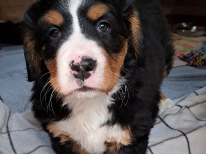 Berner Sennenhund Mädel