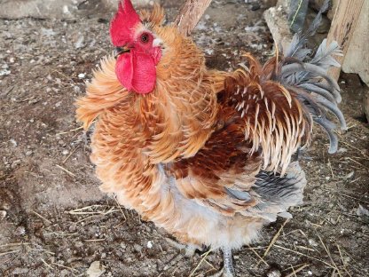 Freundlicher Strupphuhn-Hahn abzugeben