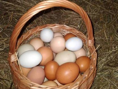 Bild 3:Freiland Eier