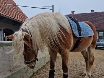 Haflinger Wallach