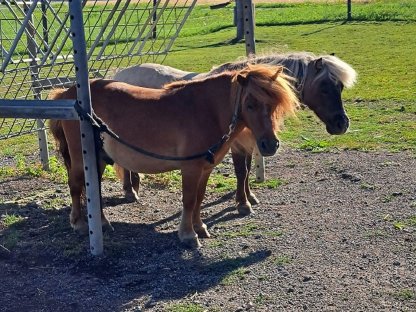 Shetland Pony Wallache