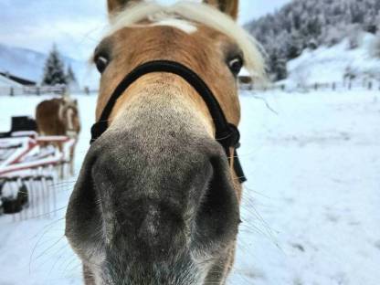 Haflinger