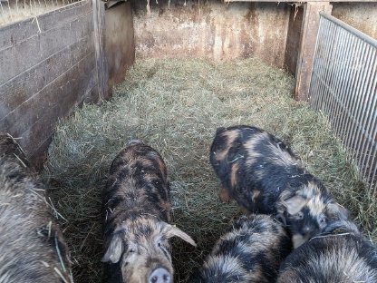 Bild 2:Turopolje Ferkel