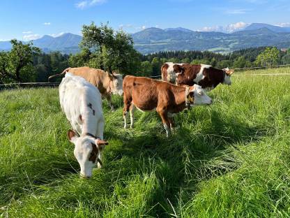 Aufzuchtbetrieb für Kalbinnen