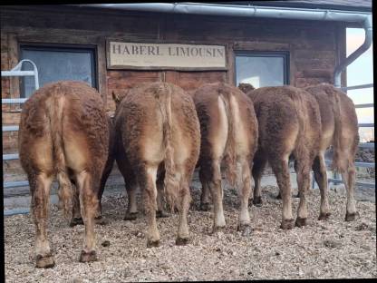 Limousin Zuchttiere