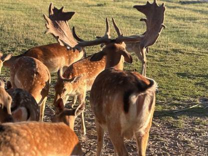 Hochkapitales Damwild zur Zucht