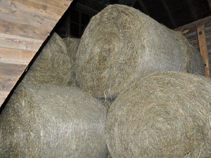 Bild 2:Pferdeheu (Rundballen 150 cm Dm.)
