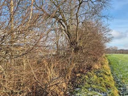 Bild 2:Feldrainpflege, Heckenpflege, Fällgreifer, Zwicker