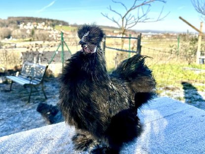 Seidenhuhn Hahn zu verschenken