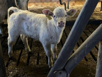 Charolais Stier