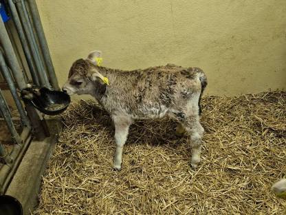 Tiroler Grauvieh Stierkalb Bio