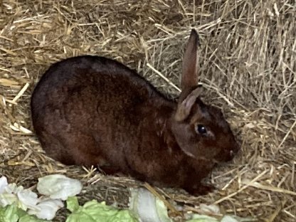 Hasenkaninchen Rassehäsin zu vergeben