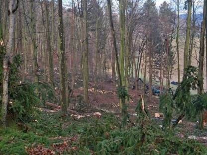 Bild 3:Biete Holzschlägerungen