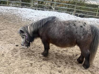 Ältere pony stute sucht neues zuhause