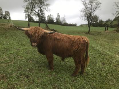 Verkaufe handzahmen Hochlandrindstier, BIO