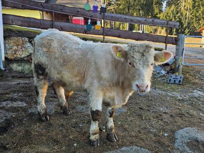 Bio Charolais Stier