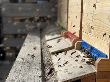 Ausgewinterte Wirtschaftsvölker Reinzucht Carnica