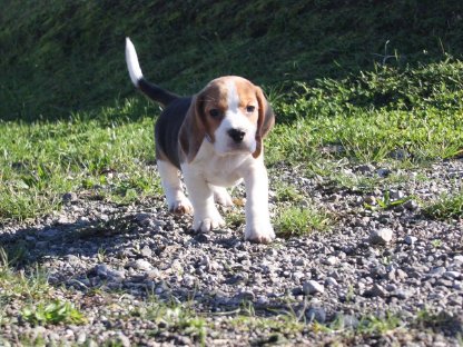 Beagle Welpen suchen ihren Lebensplatz