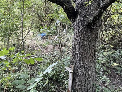 Wald zu verpachten - Korneuburg