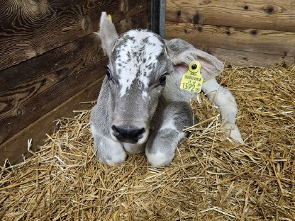 Verkaufe Blüem Stierkalb