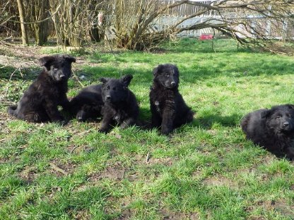 Altdeutsche Schäferhund Welpen abgabebereit