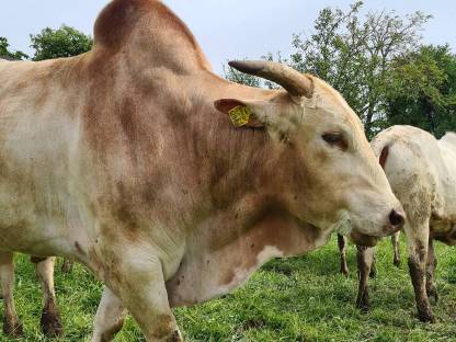 Komplett ausgewachsener Zebu Zuchtbulle