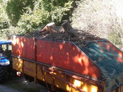 Bild 3:Arbeitswillig und fleißig bietet Holzschlägerung