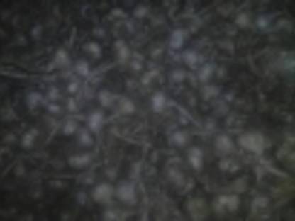 Bild 2:Knoblauch