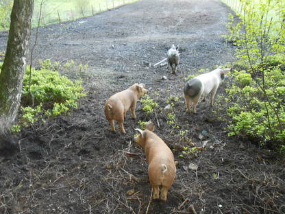 Bild 2:Fleisch vom Freilandschwein