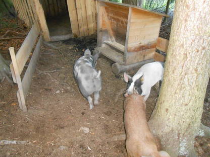 Bild 3:Fleisch vom Freilandschwein