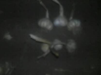 Bild 3:Knoblauch