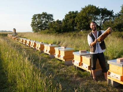 Gesunde Carnica-Bienen von Naturschutzflächen