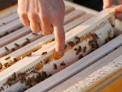 Bild 4:Gesunde Carnica-Bienen von Naturschutzflächen