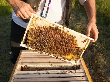 Bild 2:Gesunde Carnica-Bienen von Naturschutzflächen