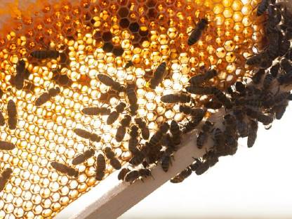 Bild 3:Gesunde Carnica-Bienen von Naturschutzflächen