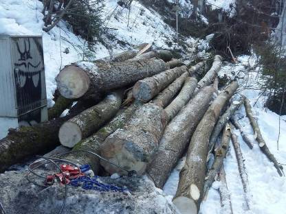 Bild 3:Rund um den Baum