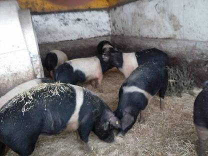 Schweinefleisch direkt vom Bauern