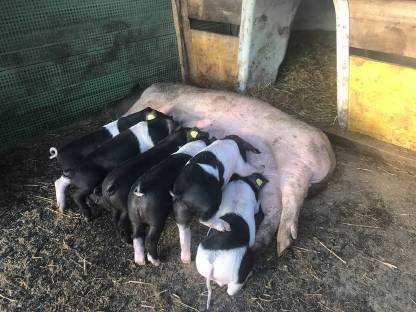Bild 3:Schweinefleisch direkt vom Bauern