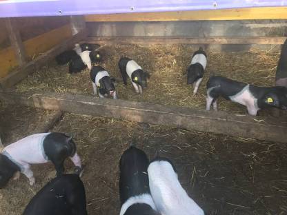 Bild 2:Schweinefleisch direkt vom Bauern