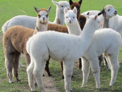 Alpaka, Alpaca, Alpakas, Alpacas