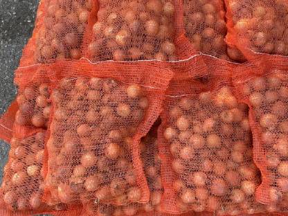 Bild 2:Zwiebel Mini 40-50 mm