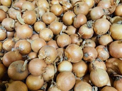 Bild 3:Zwiebel Mini 40-50 mm
