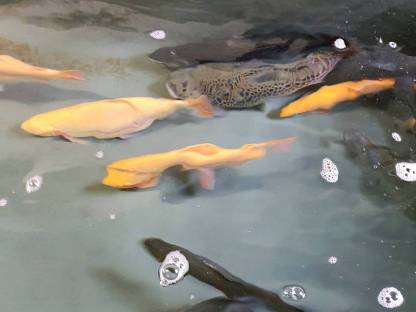 Goldforellen lebend oder geschlachtet